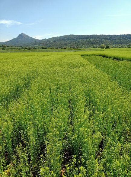 Imatge Projecte Agrotecnio