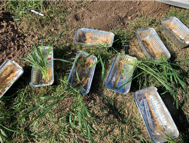 Imatge Projecte Agrotecnio