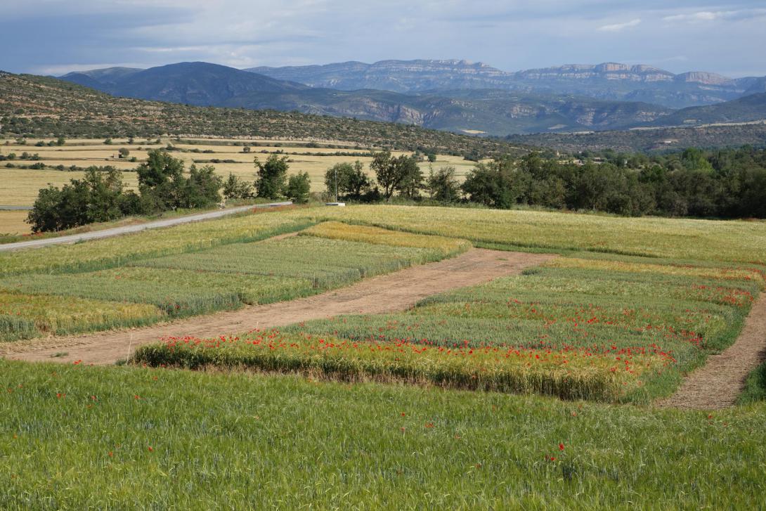 GRMEV Males herbes en cereals